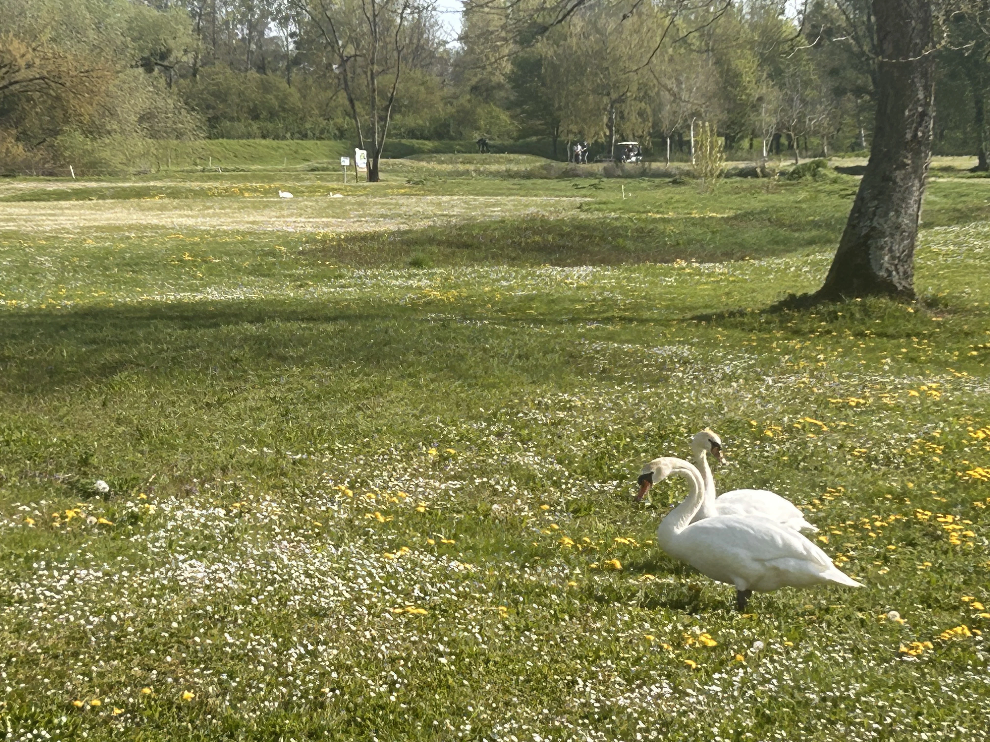 Le terrain et ses cygnes