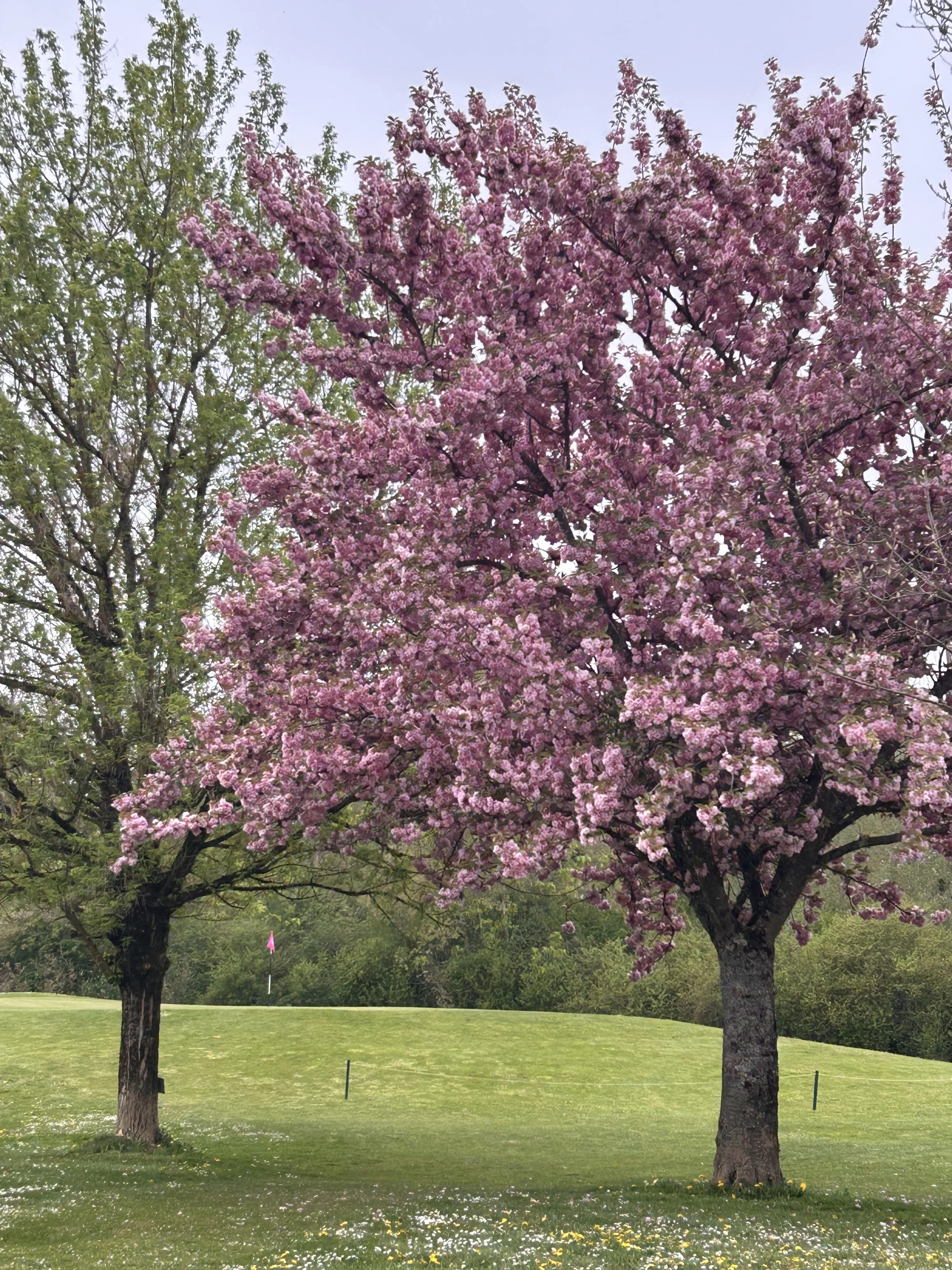 Les arbres en fleurs
